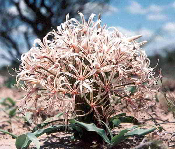 Desert Lily in Kalahari