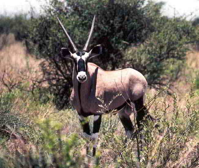Gemsbok in the Kalahari Desert