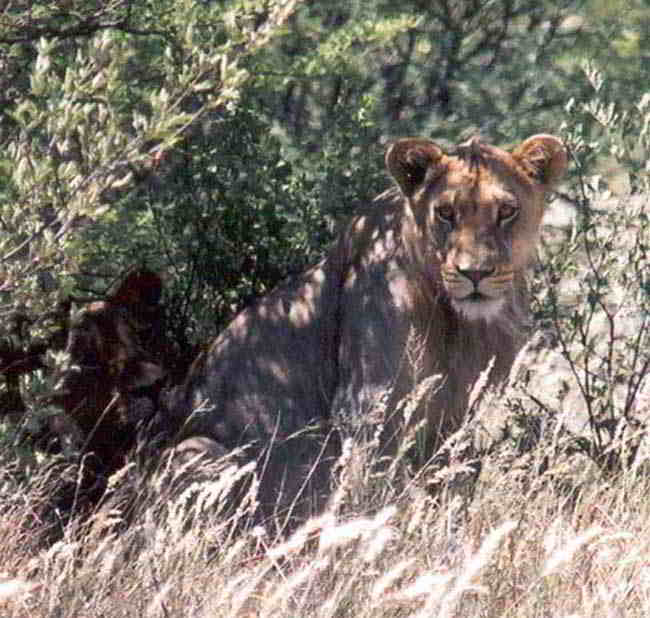 The Lioness in the Kalahari Desert