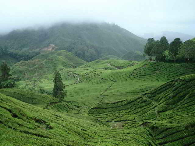Tea plantation in Cameron Highlands