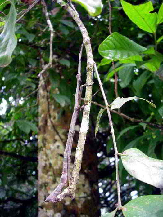 stick insects in Cameron Highlands