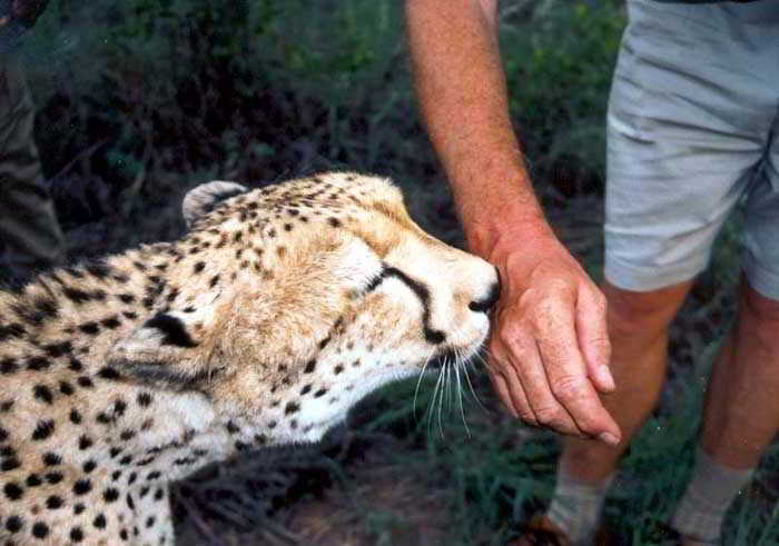 Duma the Cheetah in Botswana