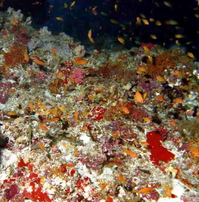 Amazing colour under sea diving in Maldives