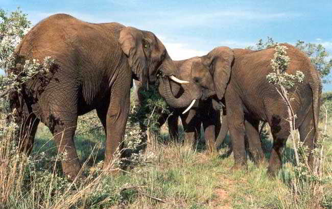 Elephants in Botswana bush