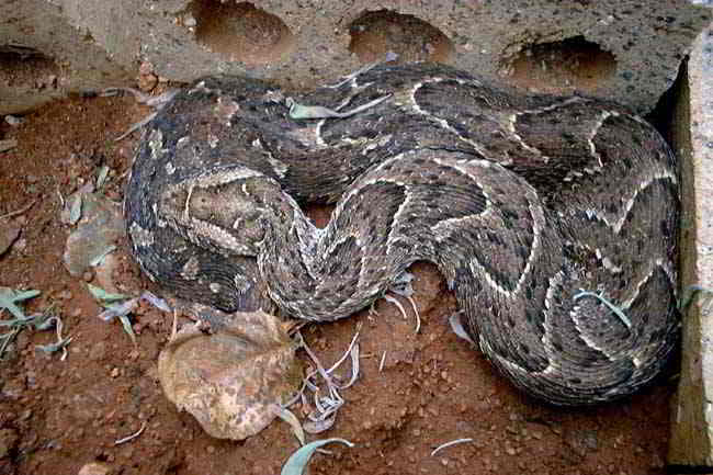 Puff Adder lurks in Botswana