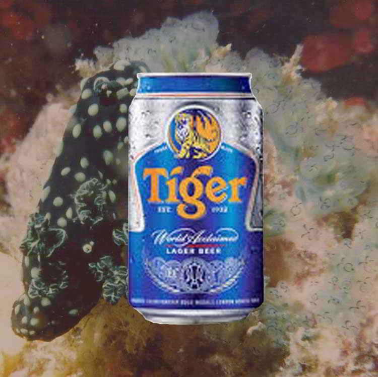 Reward for diving in Singapore - tiger beer