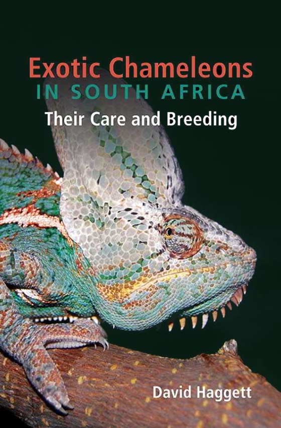 Exotic Chameleons in South Africa - David Haggett