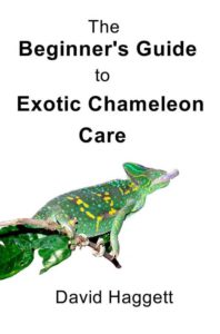 Chameleon care for beginners